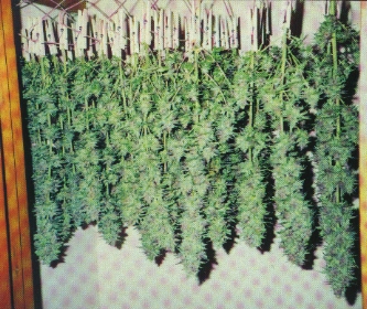 Cannabis_Specimen_6743.jpg